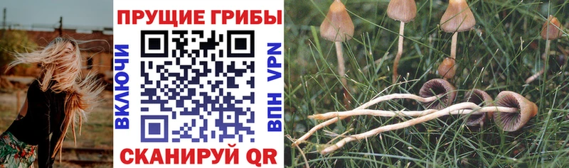 МЕГА зеркало  Родники  Галлюциногенные грибы мицелий 